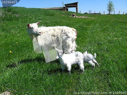 Image of Goat and kid on a pasture