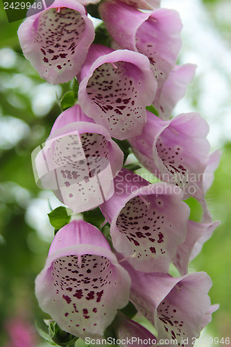 Image of beautiful flowers of lilac bluebell