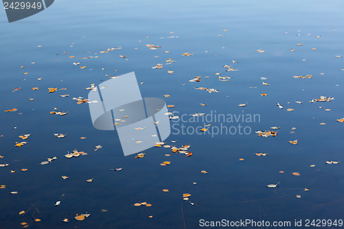 Image of Yellow leaves on the water