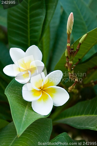 Image of frangipani tropical flowers