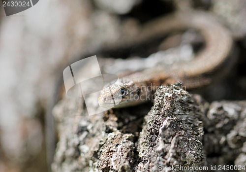 Image of Little brown lizard on a tree