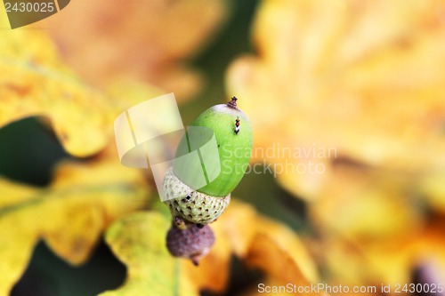 Image of Green acorn on a green background
