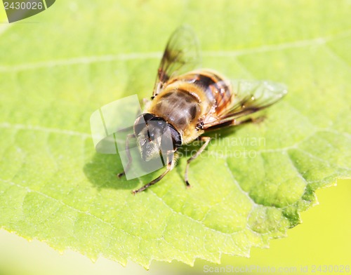 Image of Gadfly insect sitting on a green leaf