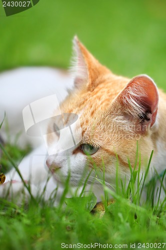 Image of Beautiful white - red cat dreams of green grass