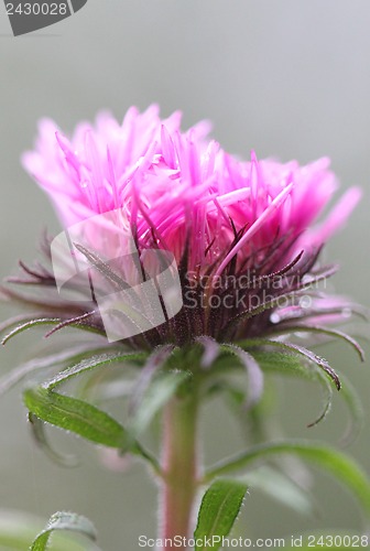 Image of Beautiful purple flower with green leaves