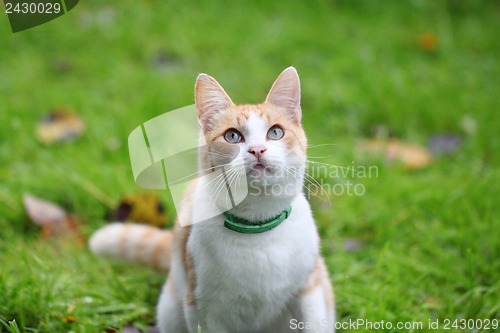 Image of Beautiful white - cat playing in the green grass