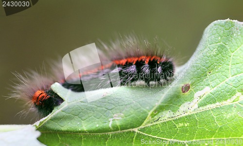 Image of Large black and red caterpillar