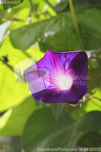 Image of Beautiful purple flower on a green background.