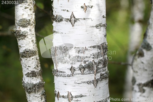 Image of Black and white trunk of a birch tree