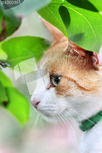 Image of Beautiful white - red cat is in the green leaves