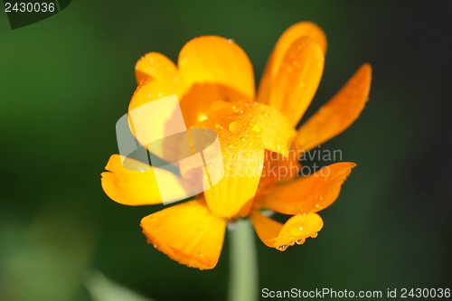 Image of Beautiful yellow flower on a green background