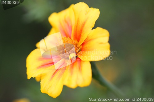 Image of Beautiful yellow flower on a green background