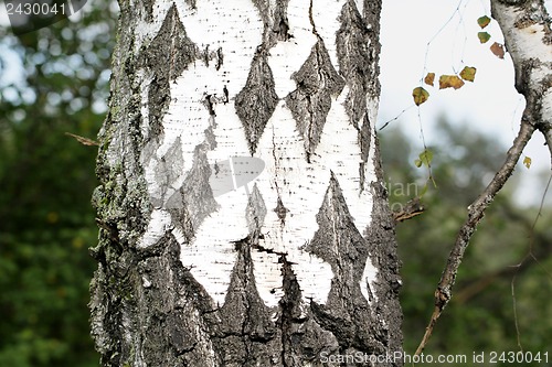 Image of Black and white trunk of a birch tree