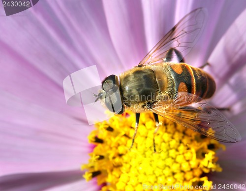 Image of Gadfly insect sitting on a flower