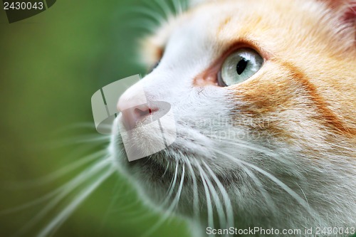 Image of Portrait of beautiful red-haired white cat