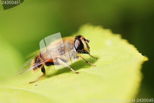 Image of Gadfly insect sitting on a green leaf