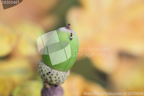 Image of Green acorn on a background of yellow leaves