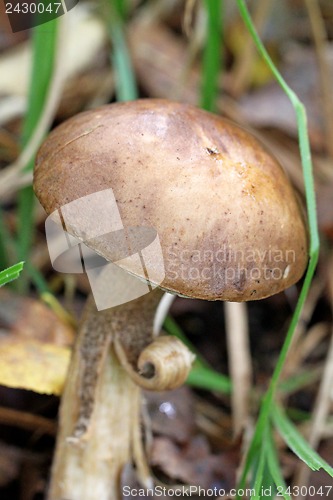 Image of Boletus mushroom in the forest