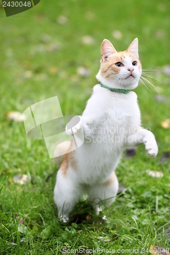 Image of Beautiful white - cat playing in the green grass