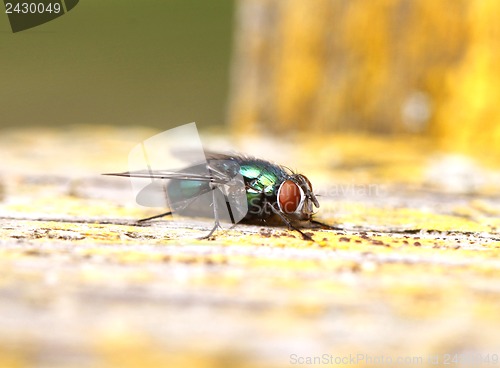 Image of Green fly with big red eyes