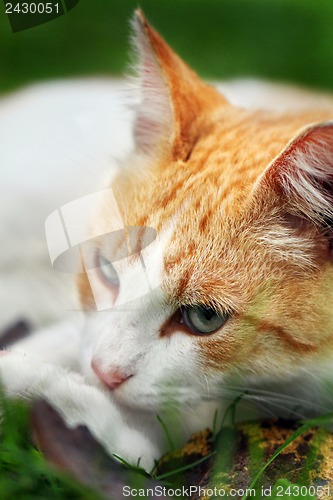 Image of Beautiful white - red cat dreams of green grass