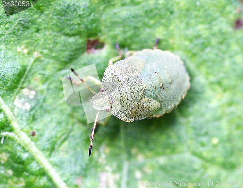 Image of Green bug sitting on a green leaf