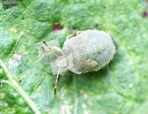 Image of Green bug sitting on a green leaf