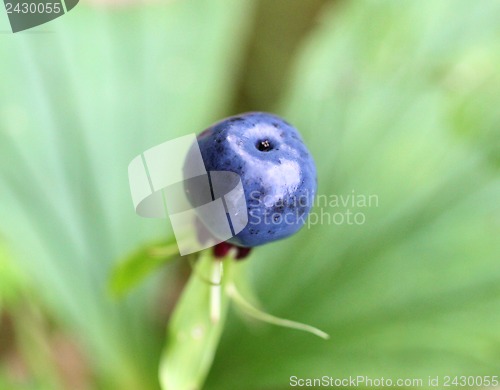 Image of Big blue poisonous wolf berry