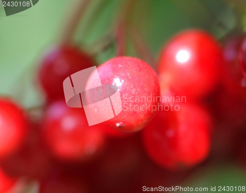 Image of Red berries of Viburnum on a red background