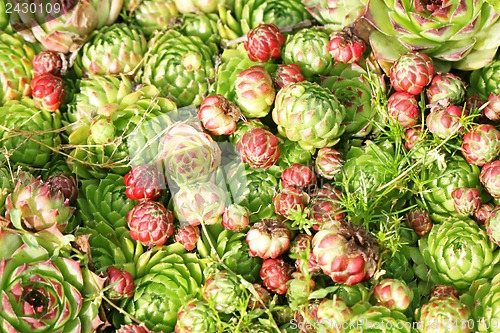 Image of Plants on the alpine hill