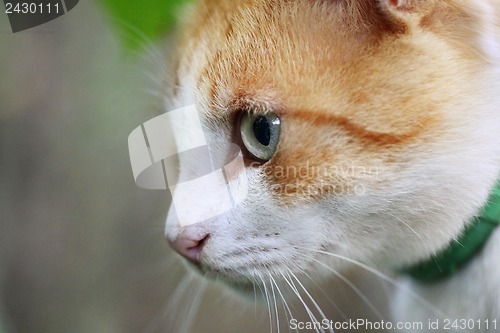 Image of Portrait of beautiful red-haired white cat