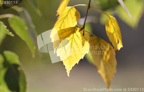 Image of Yellow birch leaves on a green background