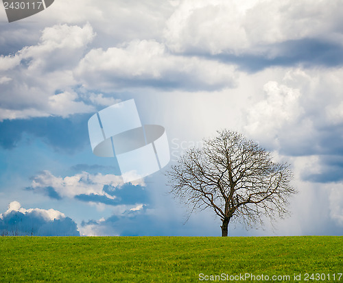 Image of Leafless Tree