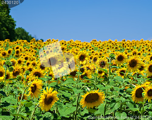 Image of Sunflower Field