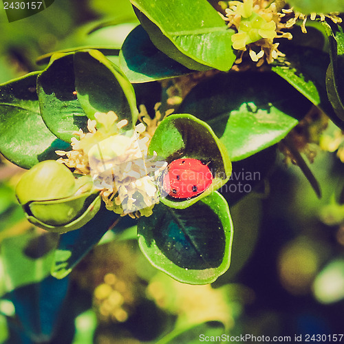 Image of Retro look Beetle