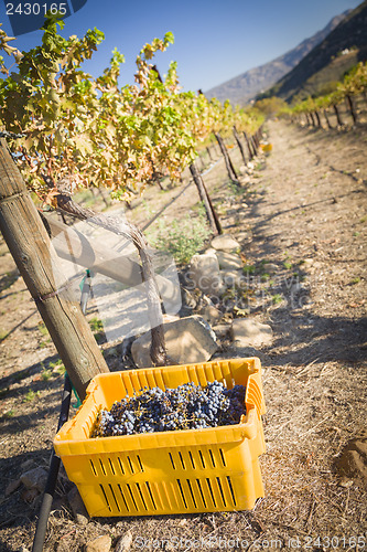 Image of Wine Grapes In Harvest Bins One Fall Morning