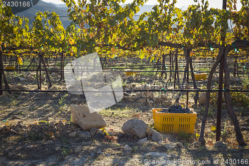 Image of Wine Grapes In Harvest Bins One Fall Morning