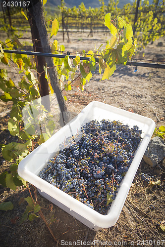 Image of Wine Grapes In Harvest Bins One Fall Morning