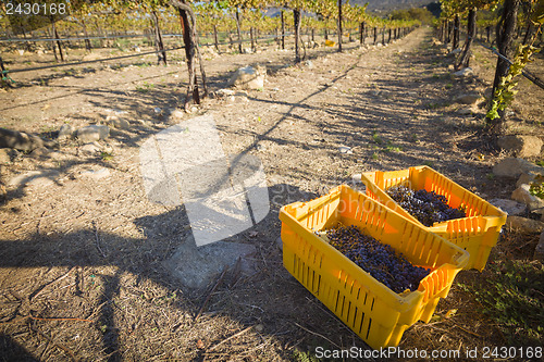 Image of Wine Grapes In Harvest Bins One Fall Morning