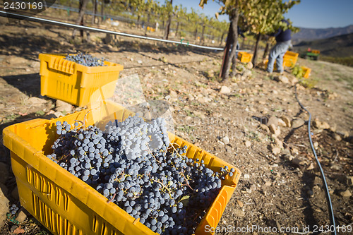 Image of Workers Harvest Ripe Red Wine Grapes Into Bins