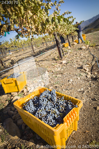 Image of Workers Harvest Ripe Red Wine Grapes Into Bins