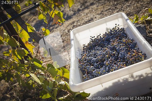 Image of Wine Grapes In Harvest Bins One Fall Morning