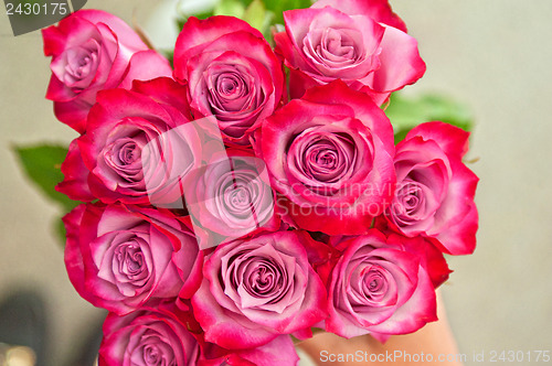 Image of roses background