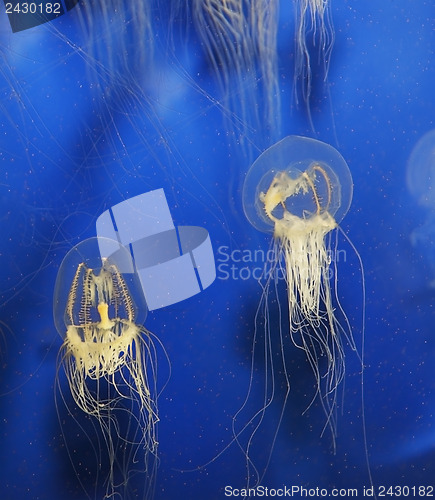 Image of Swimming Jellyfish