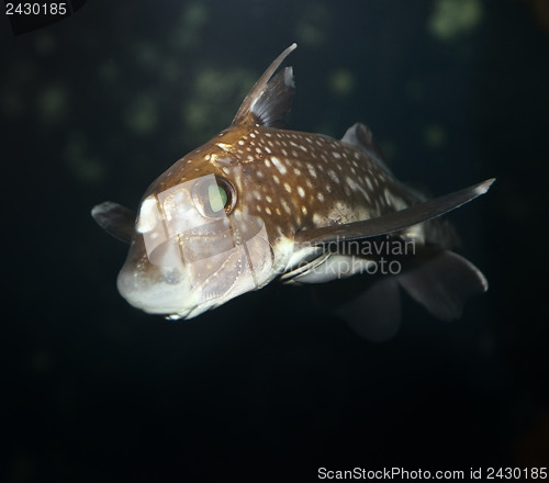 Image of  Spotted Ratfish