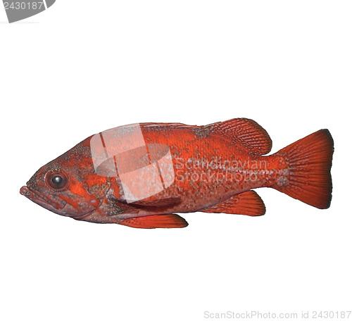 Image of Vermilion Rockfish