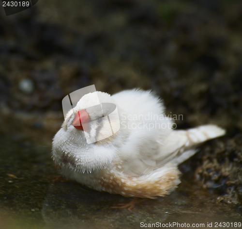 Image of Zebra Finch Taking A Bath 