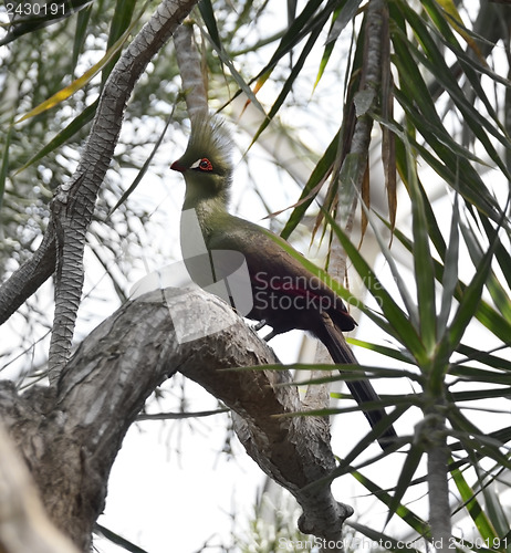 Image of Guinea Turaco