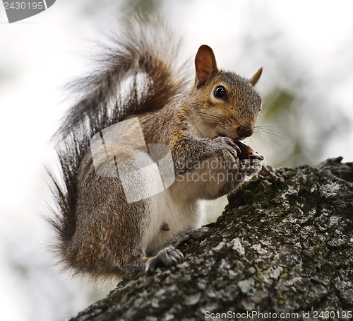 Image of American Grey Squirrel