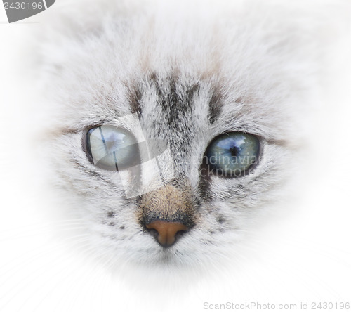 Image of Cat Portrait